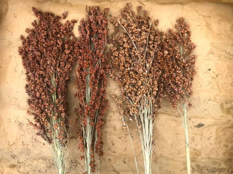 Rusty Red cukorcirok, Sorghum bicolor, amaránt, gabona